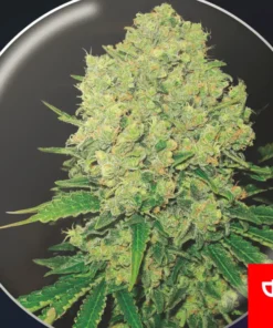 bairesgrow 98333ef8 a59c 4050 b81c f0c216ba57d71143.webp