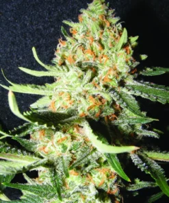 bairesgrow 989429c5 ba63 4cfe adf4 dbd40b39014d1426.webp