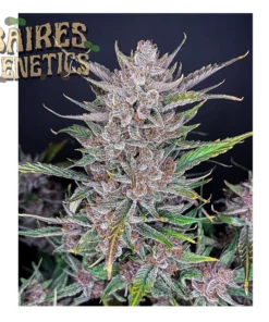 GORILLA #4 x PURPLE PUNCH