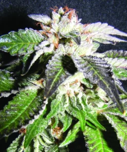 bairesgrow 99a6e563 eb9e 48f9 ae47 5b9c8db671fb1427.webp