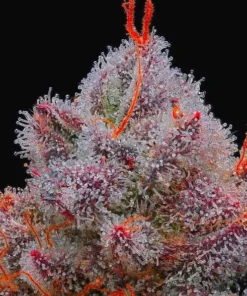 bairesgrow 9a02ddec 4ffb 4e0a aa50 c533db29c1f3894.webp