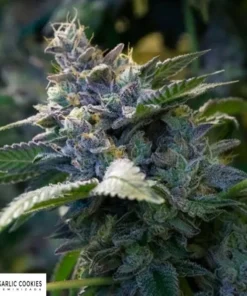 bairesgrow 9adedd86 c11c 4803 a879 ecc087df022412490.webp