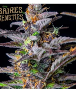 WATERMELON AUTO BG