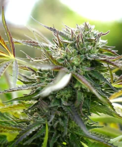 bairesgrow 9e9a73f7 f327 4358 b5d2 1fc2a3f157141410 1.webp