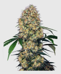 bairesgrow 9e9a9c3f 9d56 4a78 be16 a803dc53a4a512543.webp