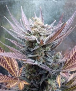 bairesgrow 9ec74b87 98f0 4af6 bf71 4f1072ec686712754.webp