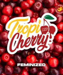 TROPY CHERRY