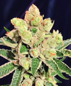 BANANA SHERBET - 3