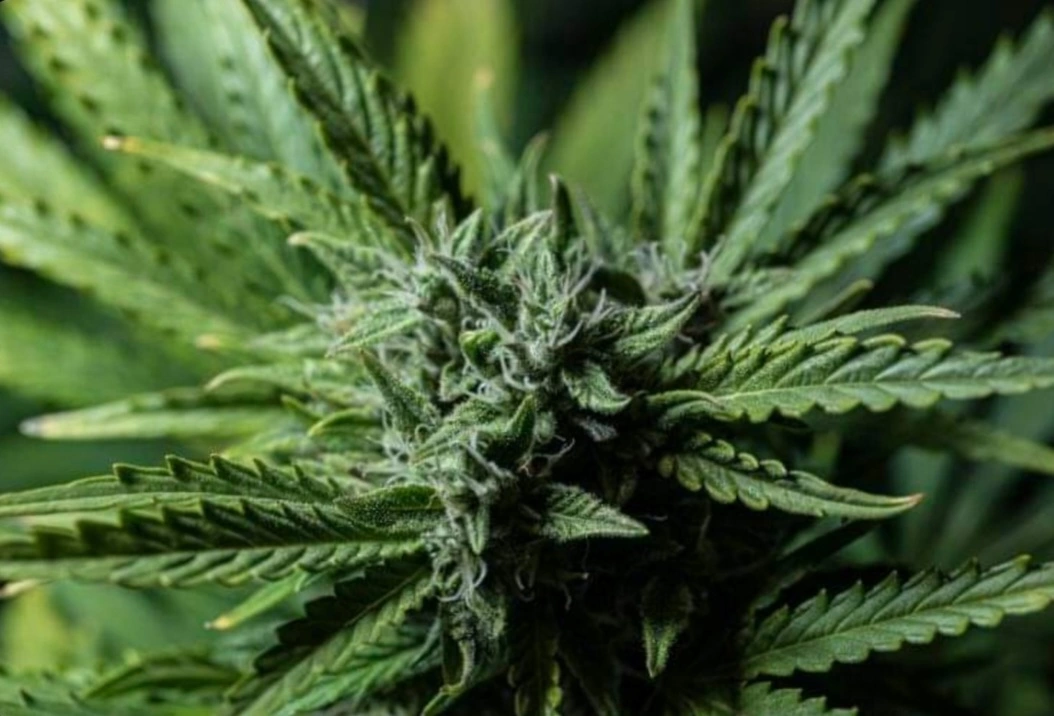 bairesgrow a2b5319b 07ae 45d4 a5df 110575704cce12362.webp