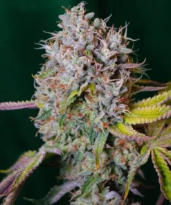 bairesgrow a2c4a121 be2e 4d2f afbe 1ea5d5ca0e2a1527.webp