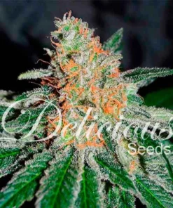 bairesgrow a2e76d11 7dae 4397 b6ed 10d50d3802851123.webp