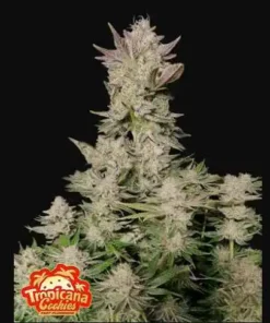 bairesgrow a75a0dd6 8b46 416d 9897 f87ce99453cd1590.webp