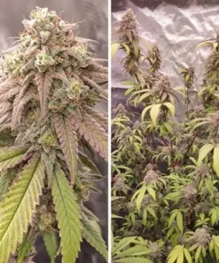 bairesgrow a7d8badc 47c8 44d8 bfc7 5b65ee392c011059.webp