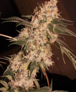 bairesgrow a95858d3 b2ca 423b 803d 4335c695fccf12723.webp