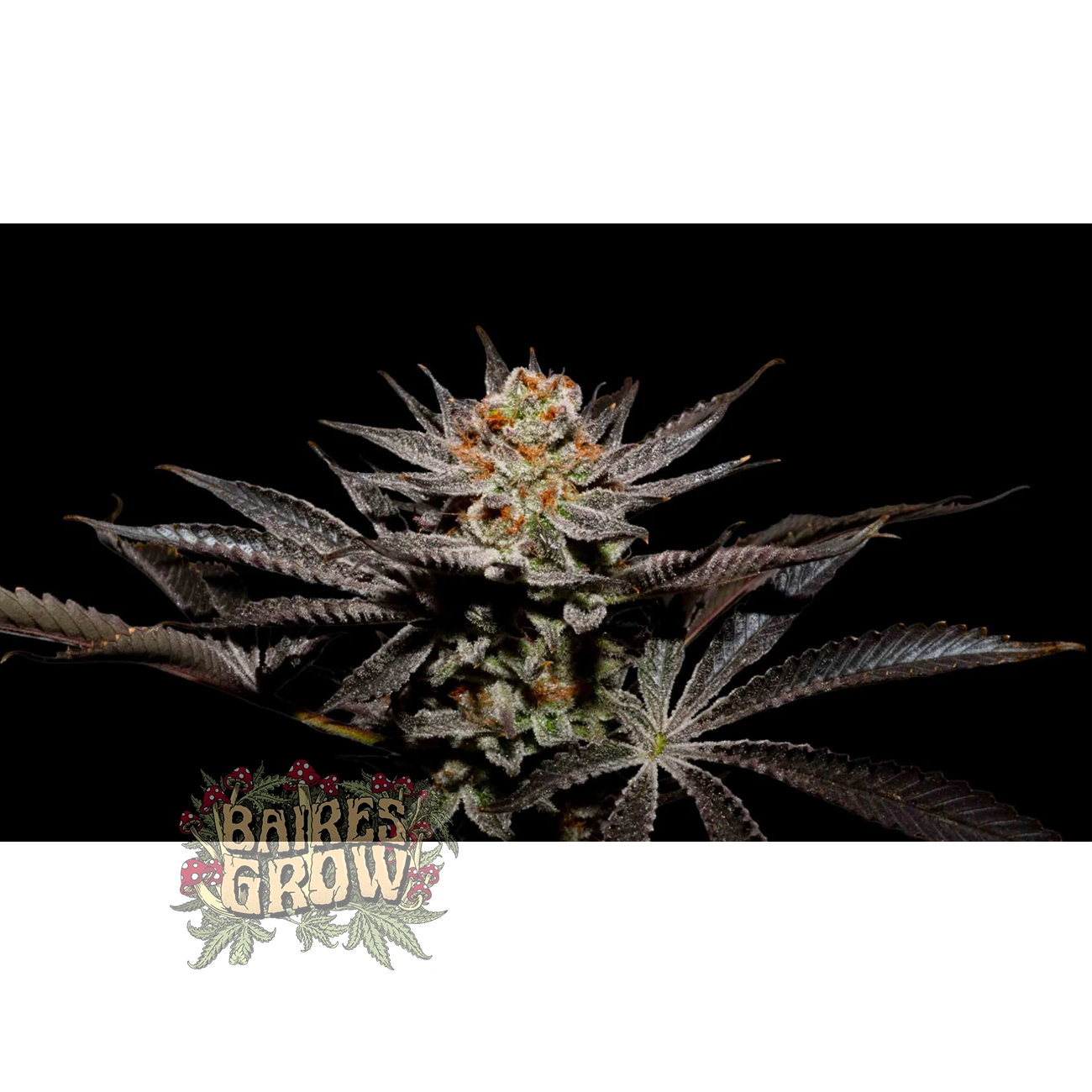 bairesgrow abf260c7 9c6e 45dd b2ac 2f533cbc445812318.webp