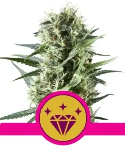 bairesgrow ac6bdeb4 3d9c 492e 8422 0aa25ce57281681.webp