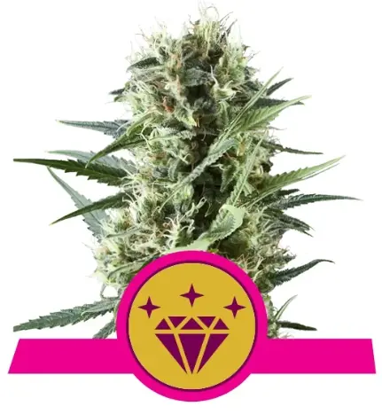 bairesgrow ac6bdeb4 3d9c 492e 8422 0aa25ce57281681.webp