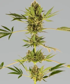 bairesgrow ac8df79d 9ae1 4682 81b0 53fbecb7b37d1357.webp