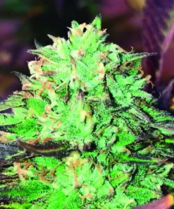 bairesgrow acffa16d 8d3a 4291 9ed1 8e2ae3ab6d571416.webp