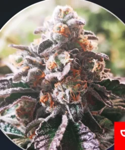 COOKIES PURPLE PUNCH - 3