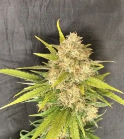 bairesgrow ae63dfc3 8129 47ad 85b4 9f37f81ed67c12761.webp