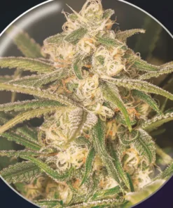 bairesgrow afae25f2 9f71 4faf 89e4 b250930626101126 1.webp