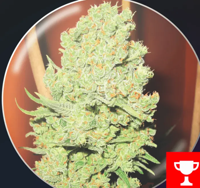 bairesgrow b09bbe39 a40b 4f0e a648 e33db7391b7b1135.webp