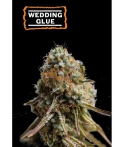 bairesgrow b21f31ea dd40 40d0 a5db de68a2ec75b012591.webp