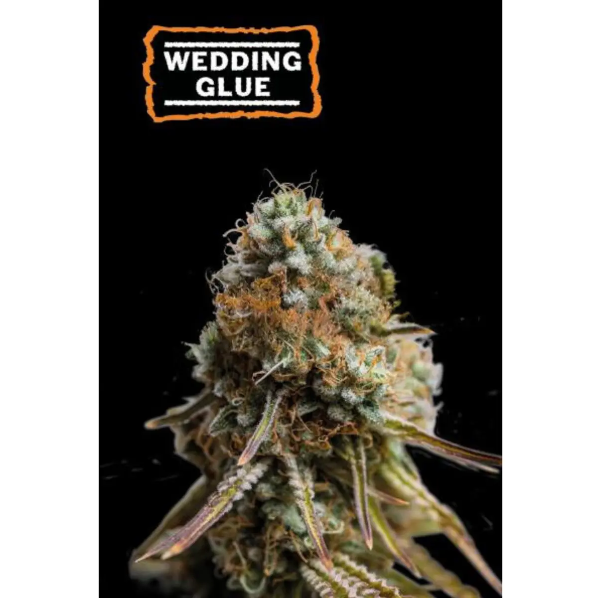 bairesgrow b21f31ea dd40 40d0 a5db de68a2ec75b012591.webp
