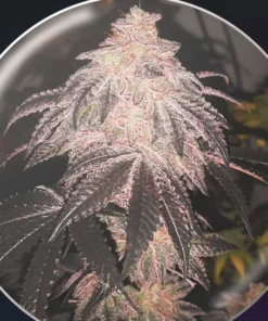 COOKIES SHERBET - 3