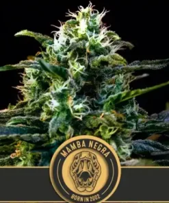 bairesgrow b428e2d1 5dc8 464e 914b 61149558e45d1155.webp