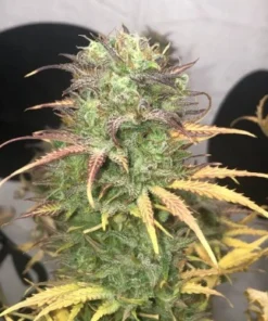bairesgrow b48a0a37 367c 4d11 8370 caf2566e156012773.webp