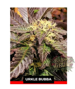 bairesgrow b4fe55d2 3abe 4b70 816a 7d655849c7a212239.webp