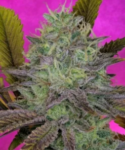 bairesgrow b608d4b4 26f6 4474 a4d5 dac57224e0c112759.webp