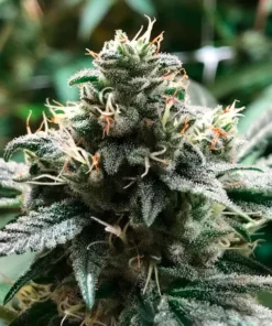 bairesgrow b7e776d1 8ee6 4b97 948a c5a0010807bf898.webp