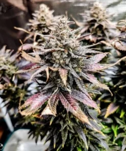 bairesgrow b7efe913 c910 4e6c ba17 b227c68ac67a12762.webp