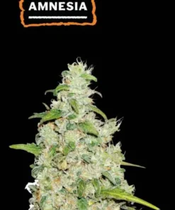 AMNESIA AUTO