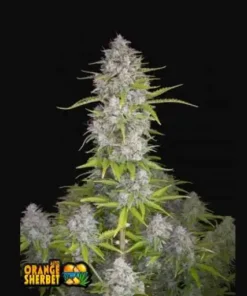 bairesgrow b9c58a63 79ca 4e55 82d6 3c6fc51a82a01472 1.webp