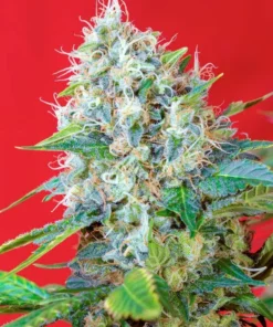 bairesgrow bb019083 9e22 4dcb ad5f 8b2811b0eb09307.webp