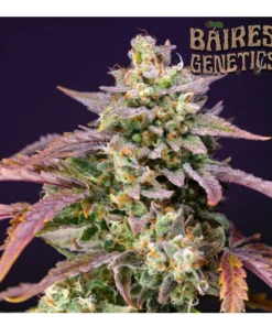bairesgrow bb9f77a7 8242 4308 a14c dd9affe1dff912211 2.webp