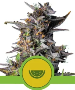 WATERMELON AUTO