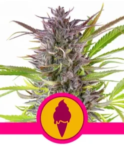 bairesgrow bbdc1f8f bd49 4dbe 8532 ddfeb8ec928a805.webp