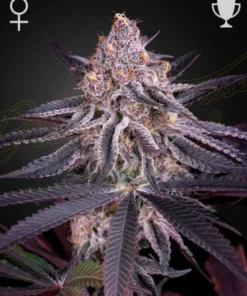 bairesgrow bbe7d0e8 0b3c 41aa b53b 65581afac45e1584.webp