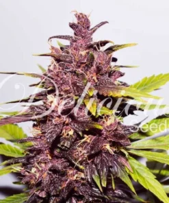 bairesgrow bd2caa4a 41c4 4eb5 ad71 66fb9c05c19c1086 1.webp