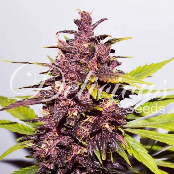 bairesgrow bd2caa4a 41c4 4eb5 ad71 66fb9c05c19c1086 1.webp