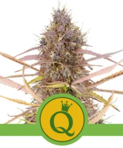 PURPLE QUEEN AUTO