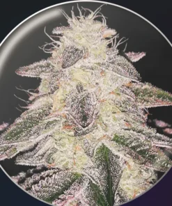bairesgrow bea22fd4 2deb 4cd4 9347 d259d68b002d1140.webp