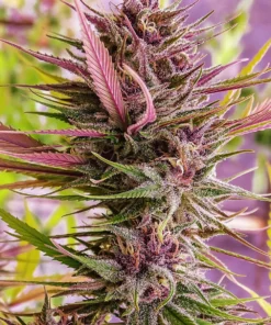 bairesgrow bf319cac ec54 4aa3 9e7e a18ac3bb2d0b1515.webp