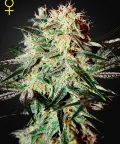 bairesgrow bfbe8cc0 8707 4a78 a5e7 c73880657ae4463.webp