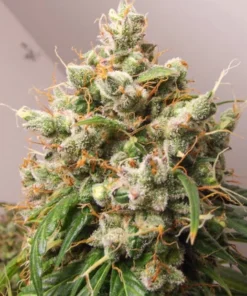 bairesgrow c068a958 d074 43b8 9646 58d77573eabf971.webp